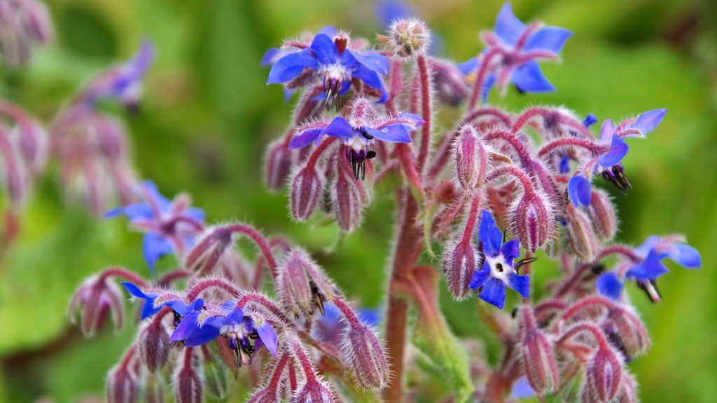 A Dozen Nutritious Herbs to Keep Your Chickens Happy and Healthy 7 borage blue