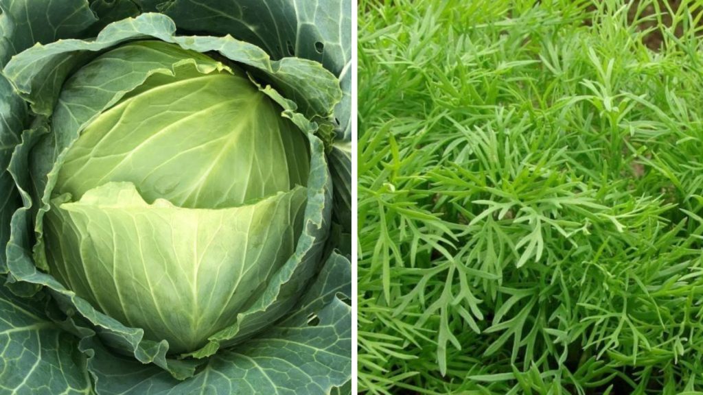 18 Vegetables That Grow Better Together in Raised Garden Beds 8 cabbage and dill