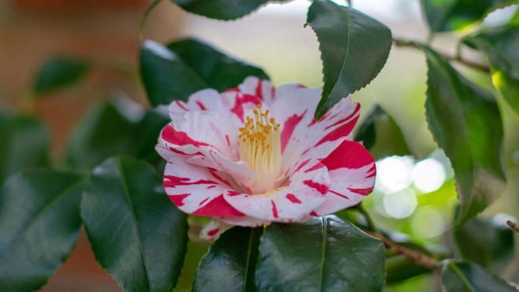 These Stunning Flowers Look Just Like Roses—You’ll Love These Lookalikes 3 camellia japonica