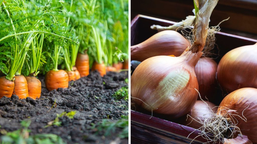 18 Vegetables That Grow Better Together in Raised Garden Beds 3 carrot and onion