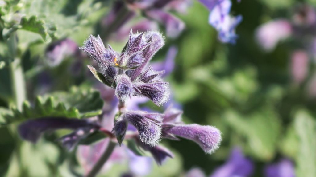 15 Companion Plants To Grow With Lavender 11 catmint close up purple
