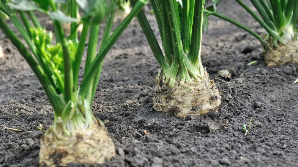 12 Popular Vegetables That Are Surprisingly Hard to Grow—and Might Test Your Patience 8 celery growing in field garden