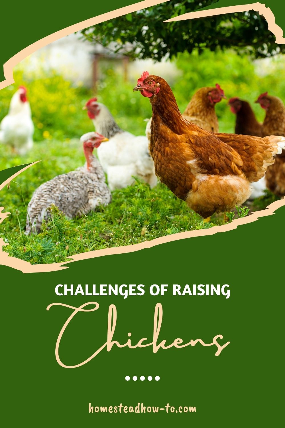 The Struggles Of Raising Chickens That Keepers Rarely Admit