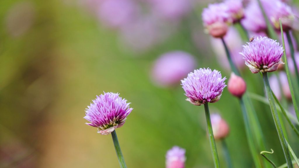 The 13 Best Companion Plants for Your Lettuce 13 chives