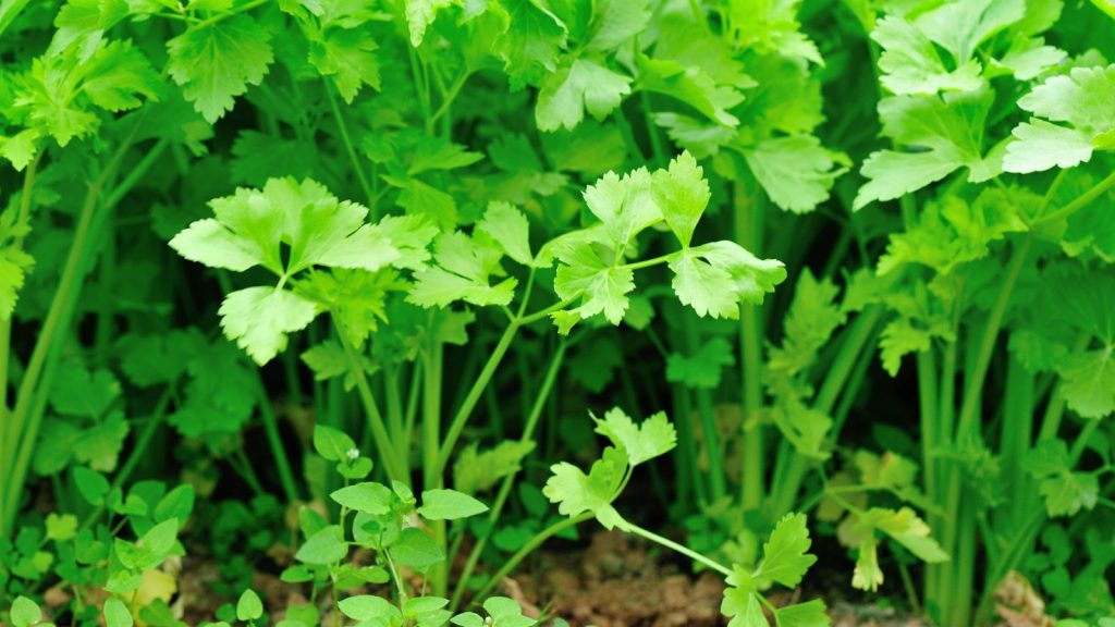 12 Popular Vegetables That Are Surprisingly Hard to Grow—and Might Test Your Patience 9 cilantro up close