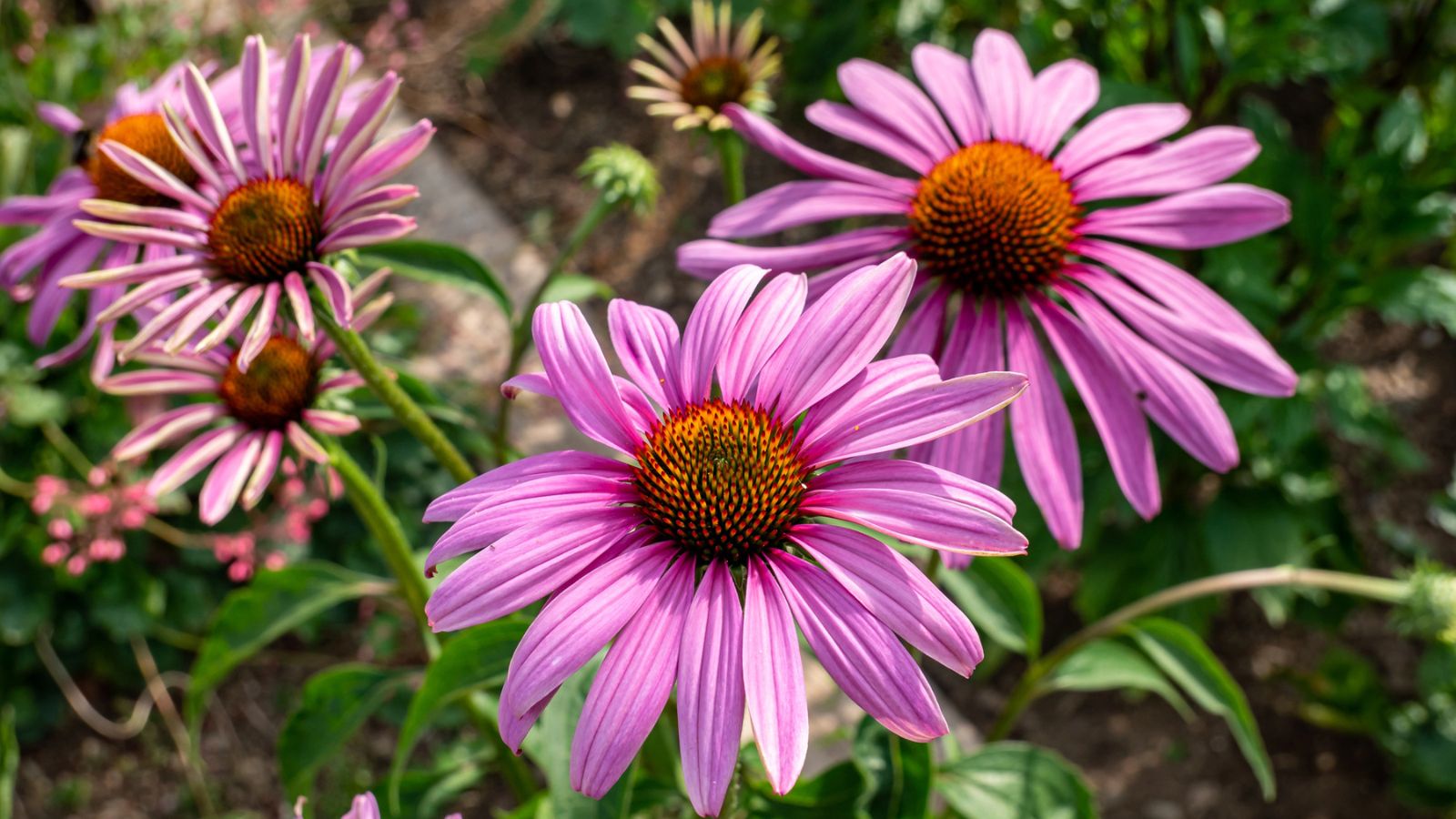 Your Coneflowers Will Thrive Next To These 12 Plants Coneflower Echinacea