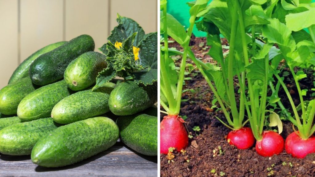 18 Vegetables That Grow Better Together in Raised Garden Beds 4 cucumber and radish