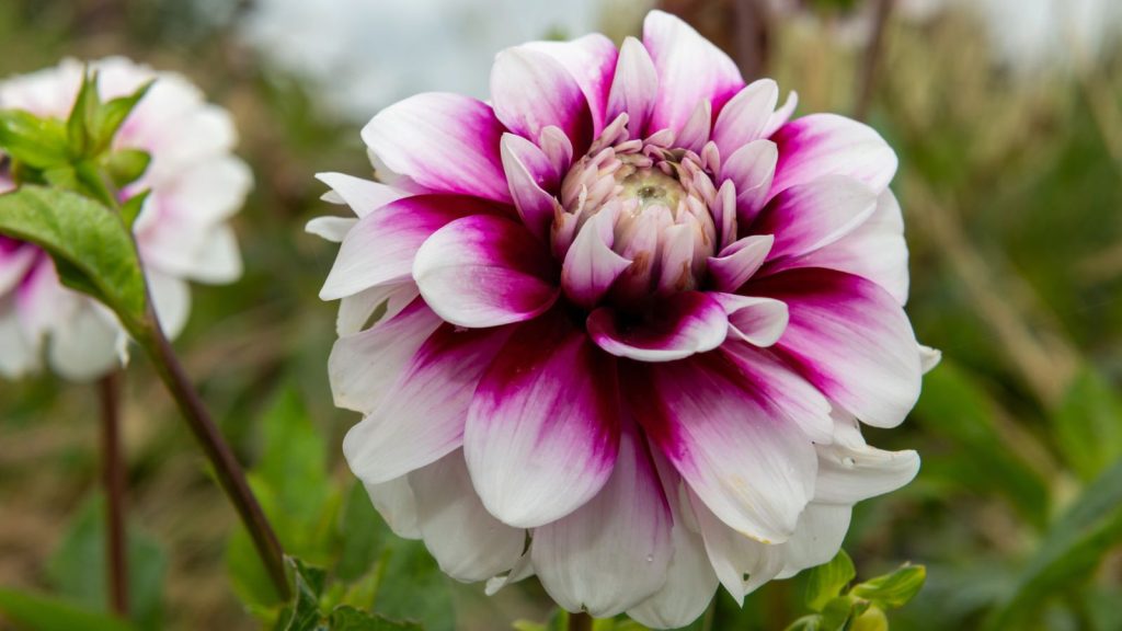 24 Colorful Perennials That Bloom All Summer Long 10 dahlia