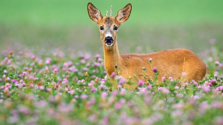 14 Dependable Shade Plants That Keep Growing Even With Deer Around