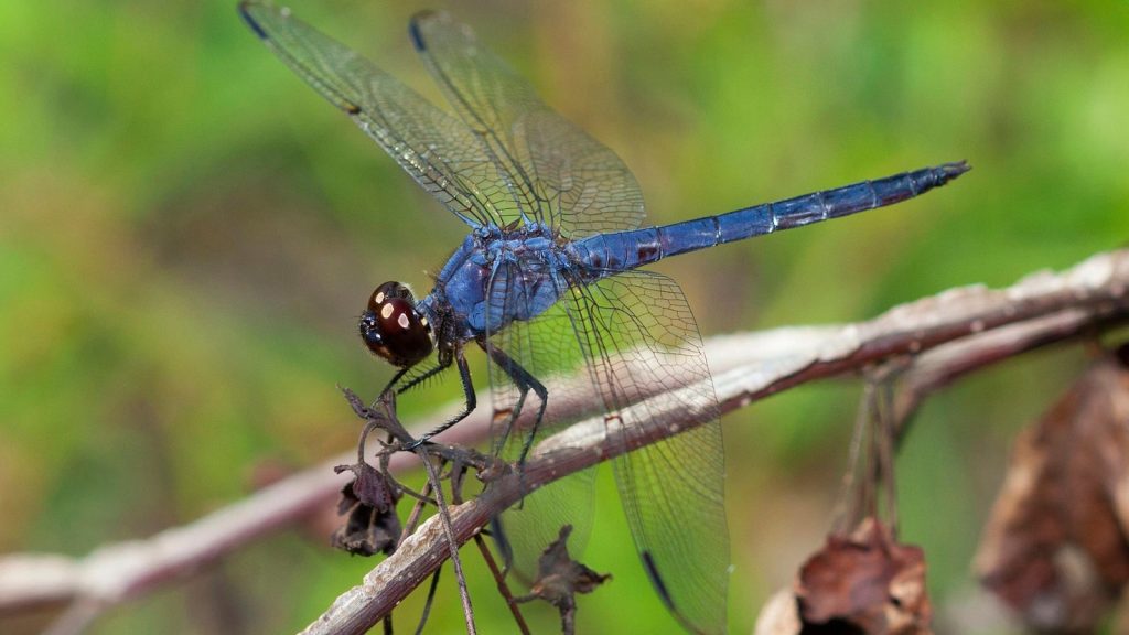 Here's Why You Should Welcome Dragonflies into Your Garden 5 dragonfly dragonflies