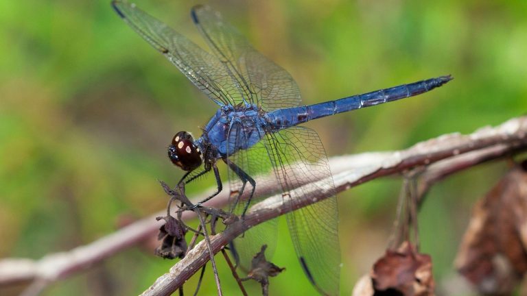 12 Eye-Catching Plants That Attract Dragonflies to Your Garden