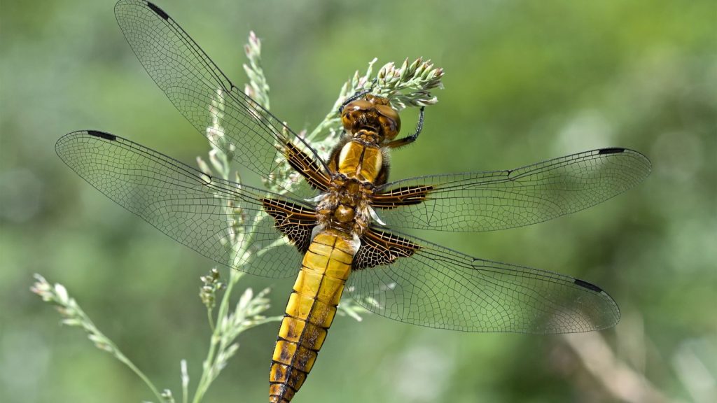 Here’s Why You Should Welcome Dragonflies into Your Garden