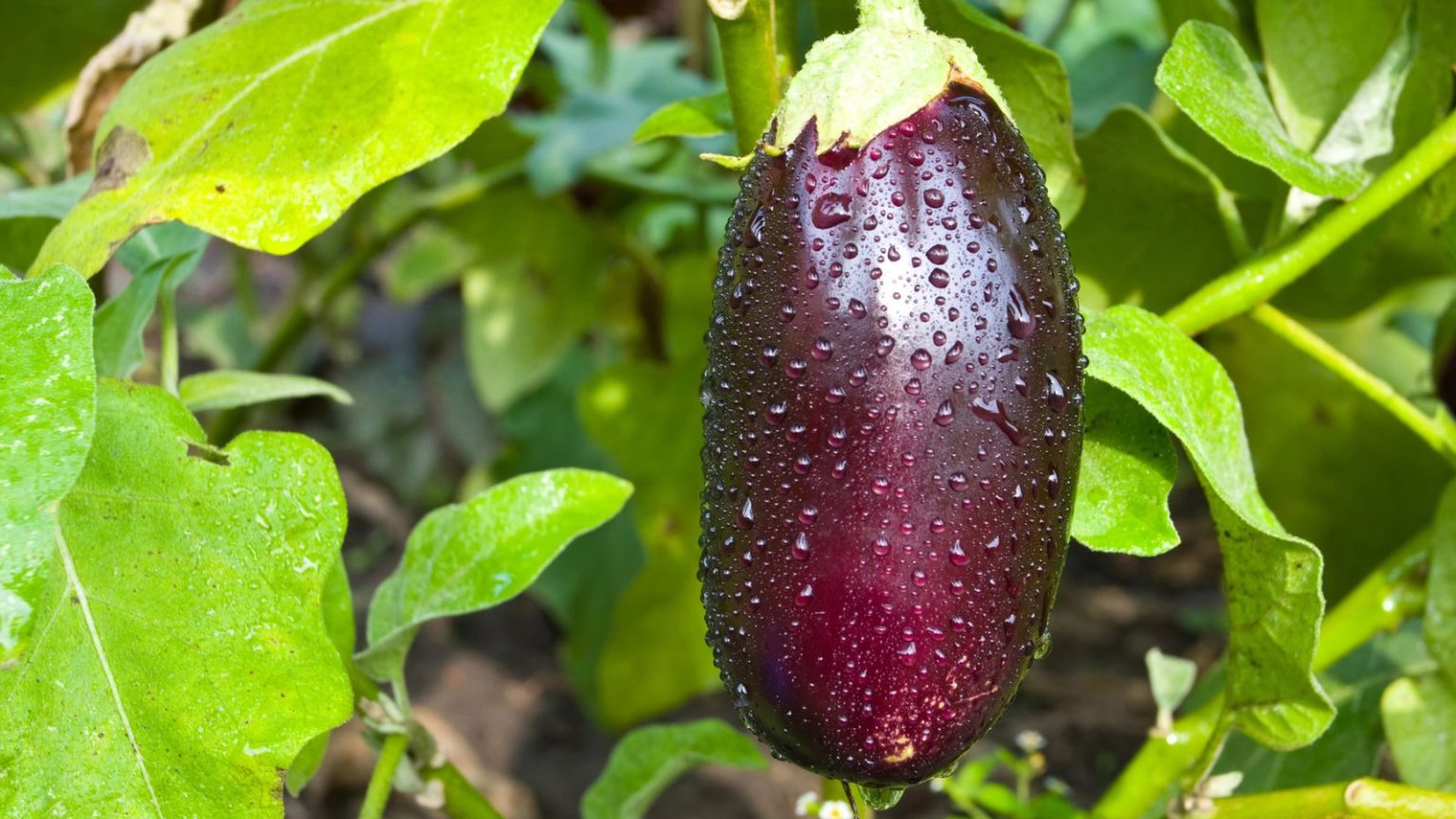 These Plants Should Never Grow Near Your Raspberries Eggplants 1536x864
