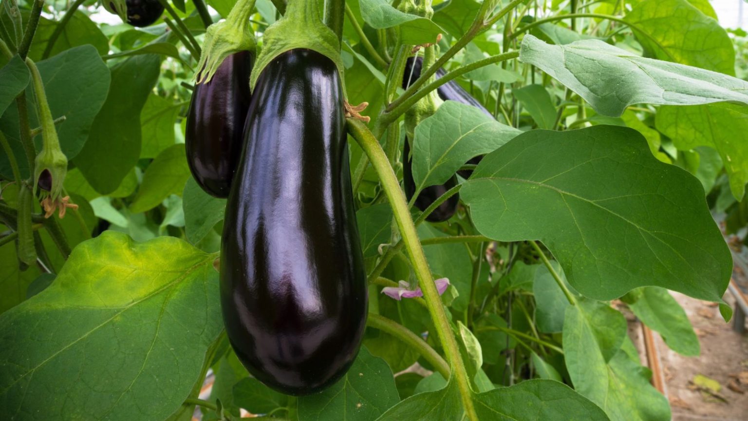 The Worst Plants To Grow Near Marigolds That No One Talks About Eggplants Hanging On Tree 1536x864