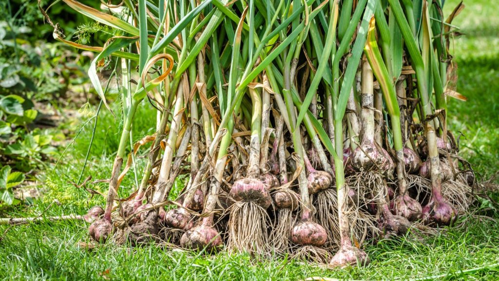 10 Plants That Surprisingly Clash with Zinnias in the Garden 3 garlic growing in field