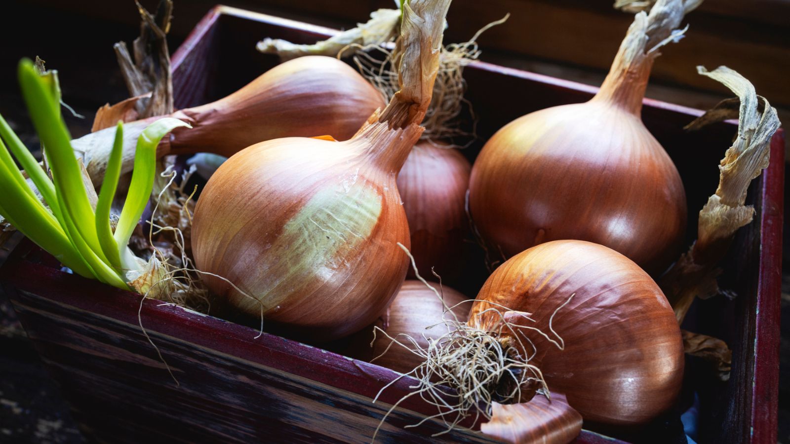 You’ll Want to Grow These Plants Next to Your Artichokes 8 garlic in