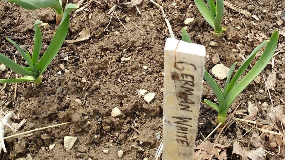 How to Grow a Year's Supply of Garlic 7 garlic in spring