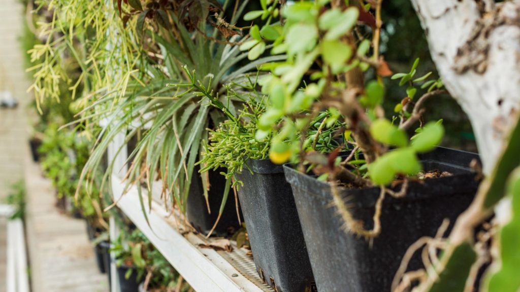 How to Travel Without Killing Every Plant You Own 3 greenhouse garden potted plants