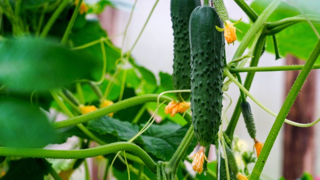 21 Acidic Plants That Will Absolutely Love Your Coffee Grounds 21 growing cucumber