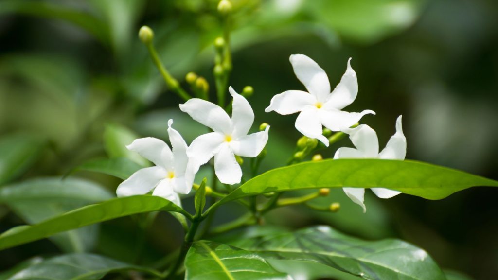 Plant These Fragrant Flowers Along Your Walkway for a Five-Star Garden Entrance 6 jasmine plant