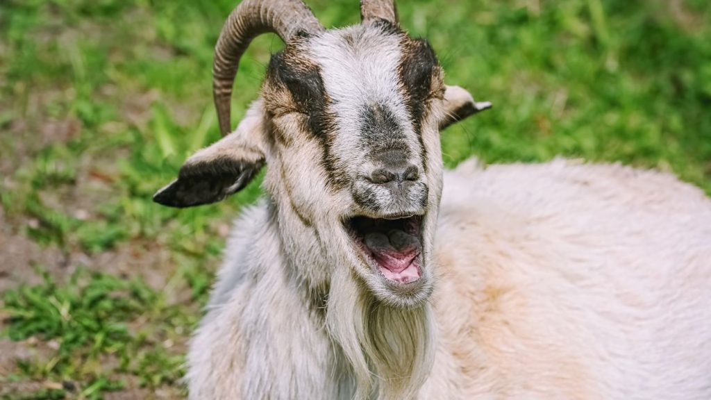 The Real Reason So Many People Keep Goats on Their Land 13 laughing goat