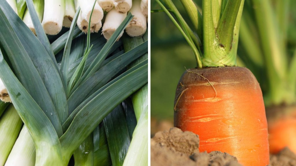 18 Vegetables That Grow Better Together in Raised Garden Beds 14 leek and carrot