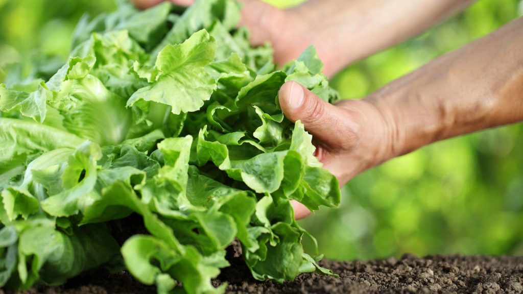 13 Fruits and Vegetables You Can Grow Indoors Year-Round 13 lettuce