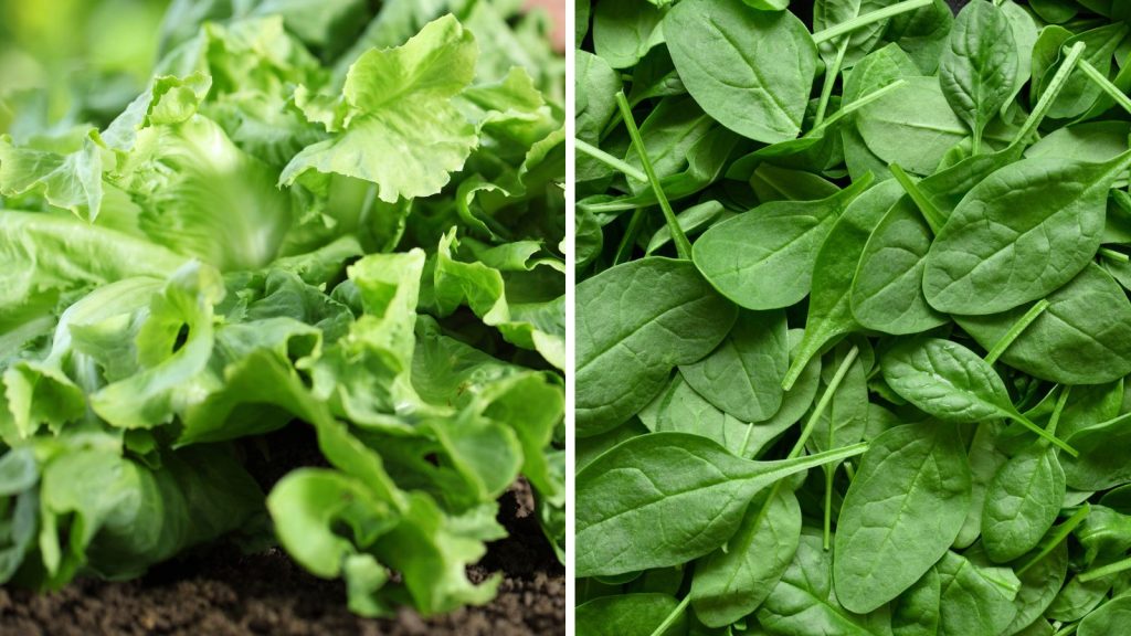 18 Vegetables That Grow Better Together in Raised Garden Beds 5 lettuce and spinach