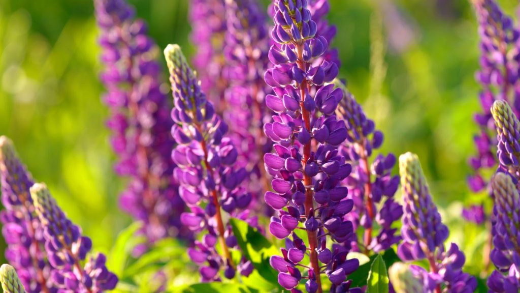 I Planted These Perennials Once and They’ve Come Back Beautifully Every Year 14 lupine plants
