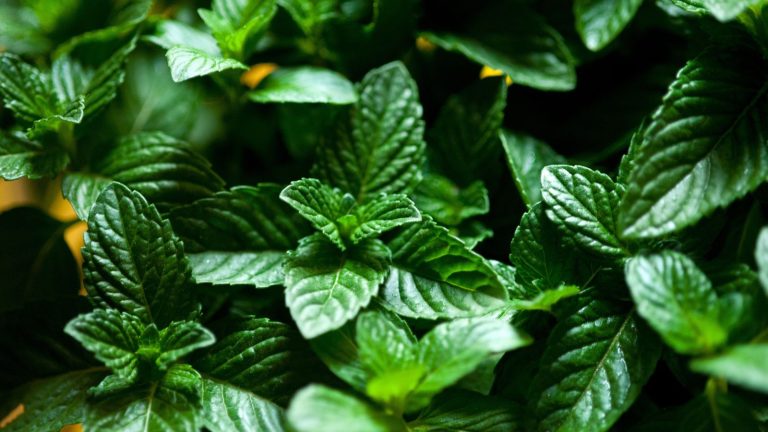 Preppers Guide to Natural Remedies for Everyday Ailments