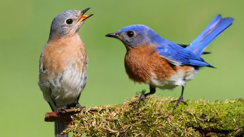 My Backyard Was Full of Mosquitoes—Here’s What Finally Worked 17 pair of bluebirds