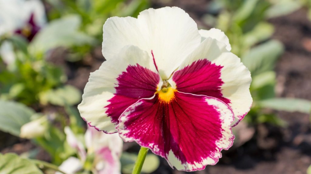 20 Nostalgic Flowers Grandma Grew That Bring Back Sweet Memories 16 pansies
