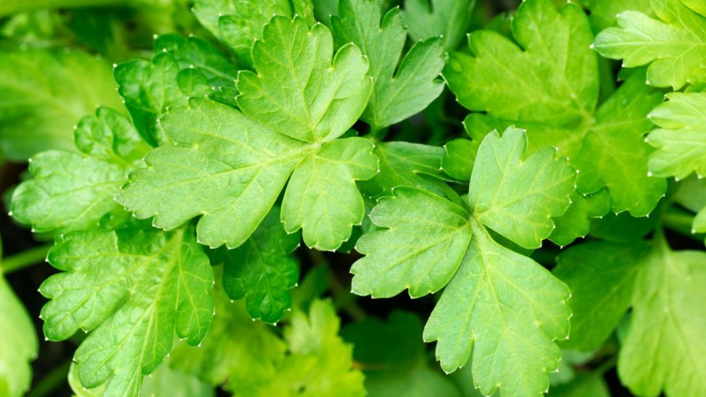13 Fruits and Vegetables You Can Grow Indoors Year-Round 6 parsley up close
