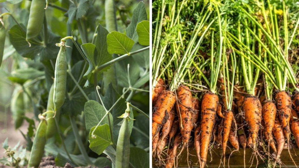 18 Vegetables That Grow Better Together in Raised Garden Beds 7 peas and carrots