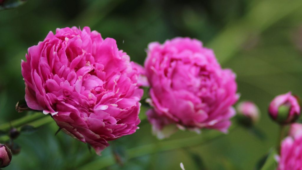 18 Breathtaking Plants to Complement Your Peonies in the Garden