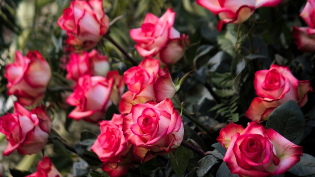 17 Beautiful Flowers That Can Bloom Year‑Round 8 pink and white roses