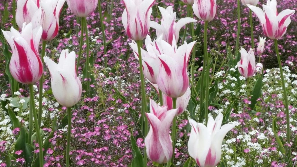 16 Pretty Pink and White Plants That Belong in Your Garden 11 pink and white tulips