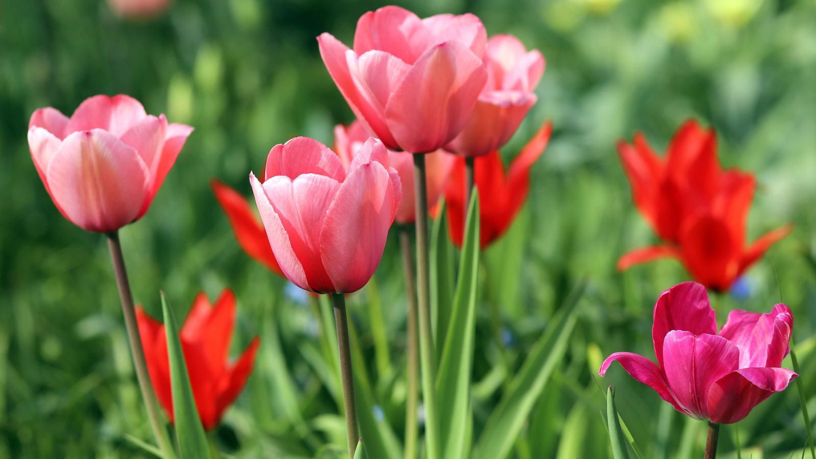 Plant these in November if you want a stunning spring garden