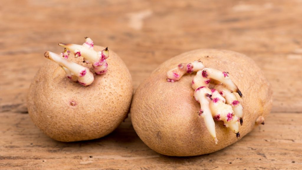 Are Sprouted Potatoes Safe to Eat? Here’s What You Should Know 3 potato sprouting pink