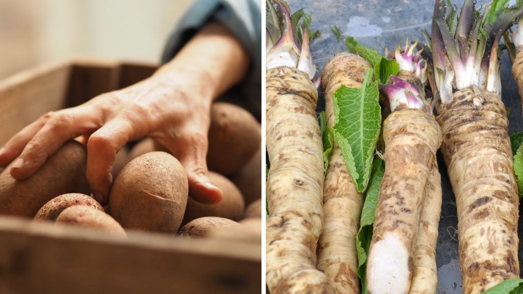 18 Vegetables That Grow Better Together in Raised Garden Beds 19 potatoes and horseradish