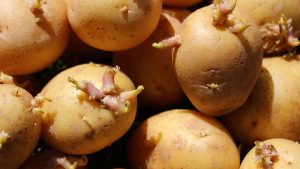 Are Sprouted Potatoes Safe To Eat? Here’s What You Should Know