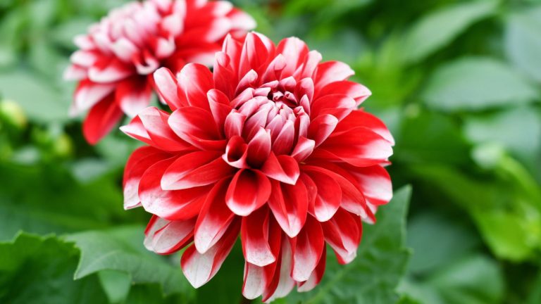 12 Strikingly Beautiful Red and White Flowers You’ll Want in Your Garden