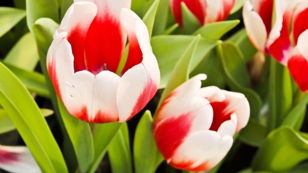 23 Red Perennials That Add Dramatic Color to Your Garden 19 red and white tulips