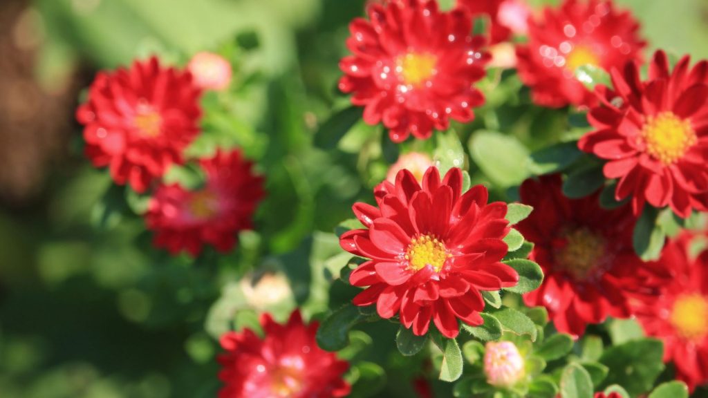 Cheap Annuals That Bring Big, Bold, Beautiful Color to Your Garden 8 red china asters