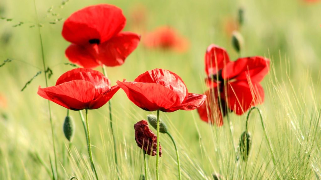 25 Stunning Red Flowers to Add Bold Color to Your Garden 15 red poppies