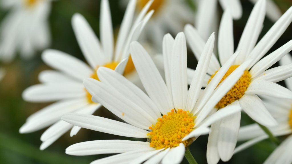 19 Gorgeous Wildflowers That Will Fill Out Your Garden 3 shasta daisy