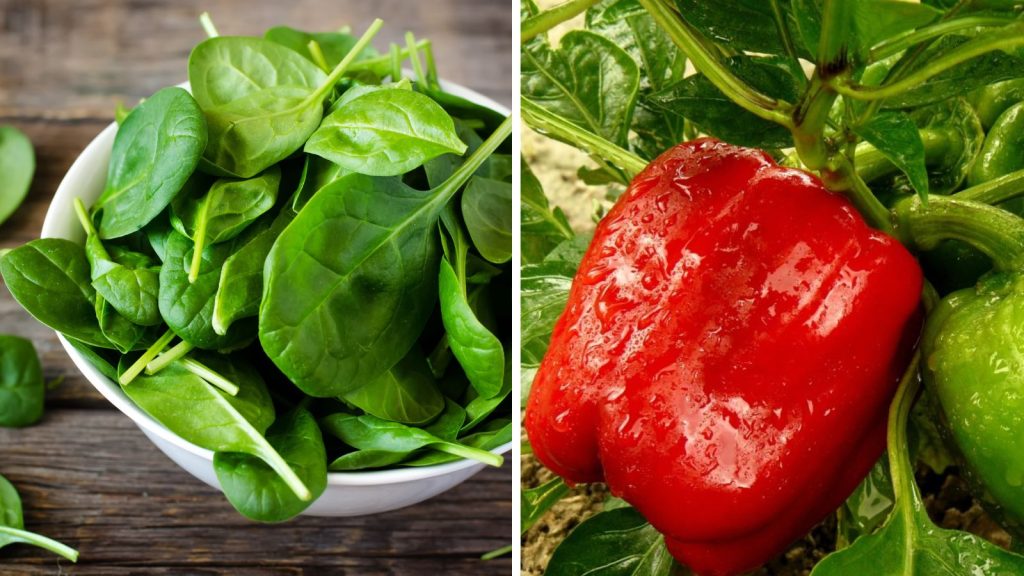 18 Vegetables That Grow Better Together in Raised Garden Beds 18 spinach pepper
