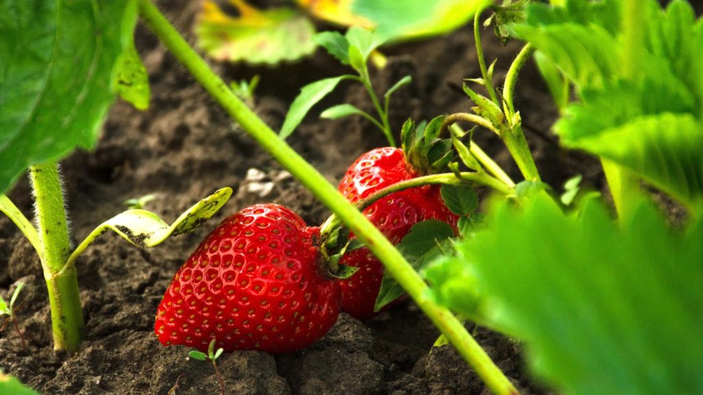 Plant These Fragrant Flowers Along Your Walkway for a Five-Star Garden Entrance 15 strawberries growing