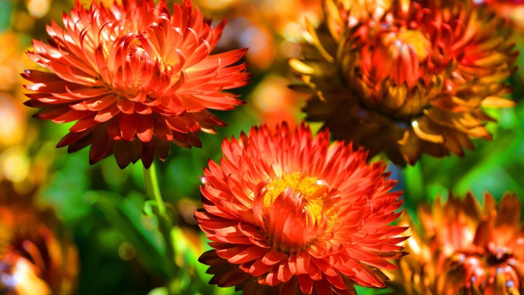 26 Deer Resistant Flowers with The Most Beautiful Blooms