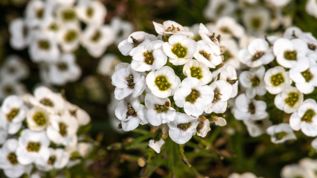 Plant These Fragrant Flowers Along Your Walkway for a Five-Star Garden Entrance 7 sweet alyssum